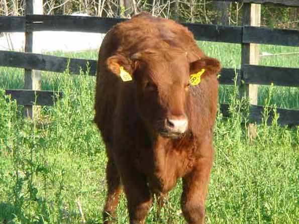 Red Angus Steer